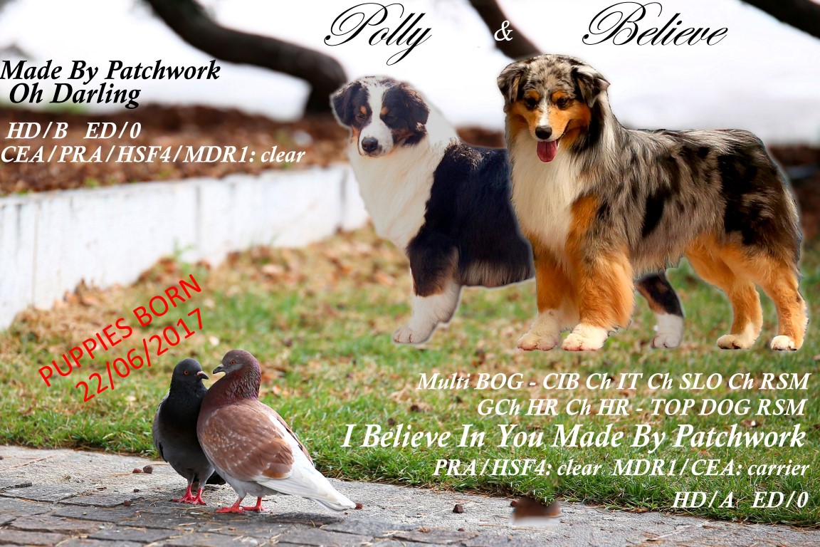 Polly x Believe cuccioli 