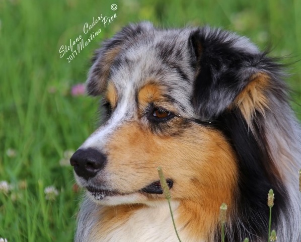 australian shepherd Believe