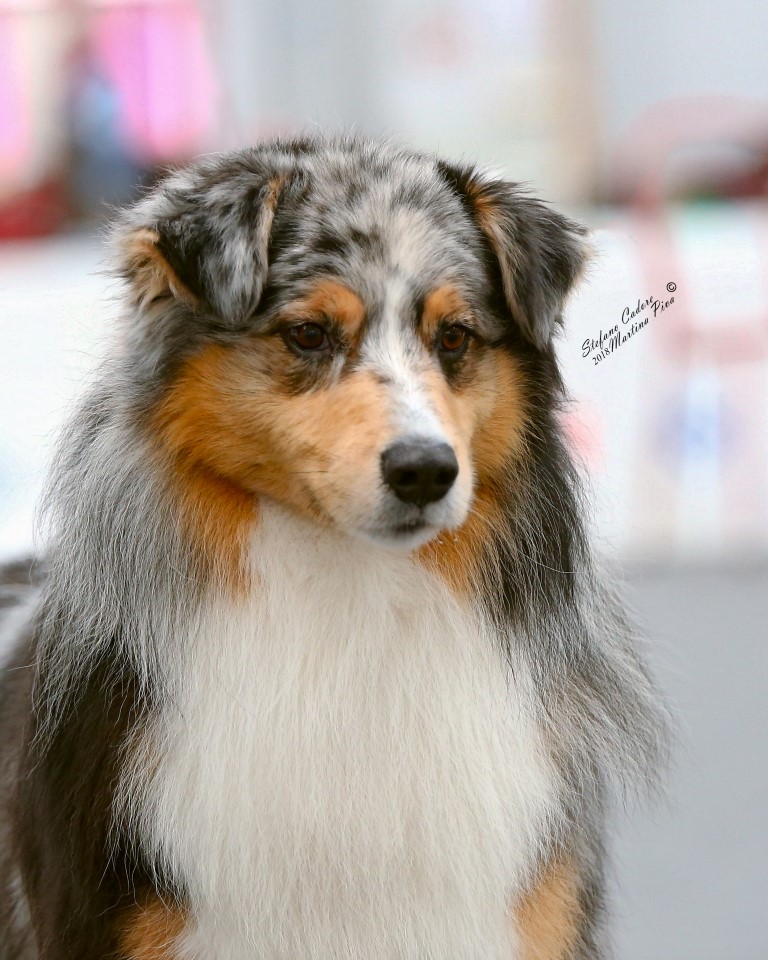 Australian shepherd Believe