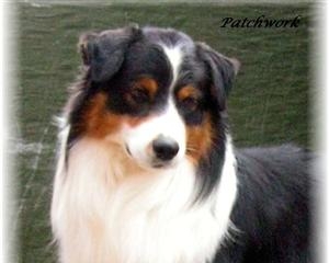 australian shepherd Bill