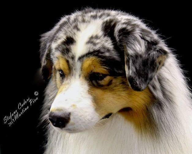 australian shepherd Boogie