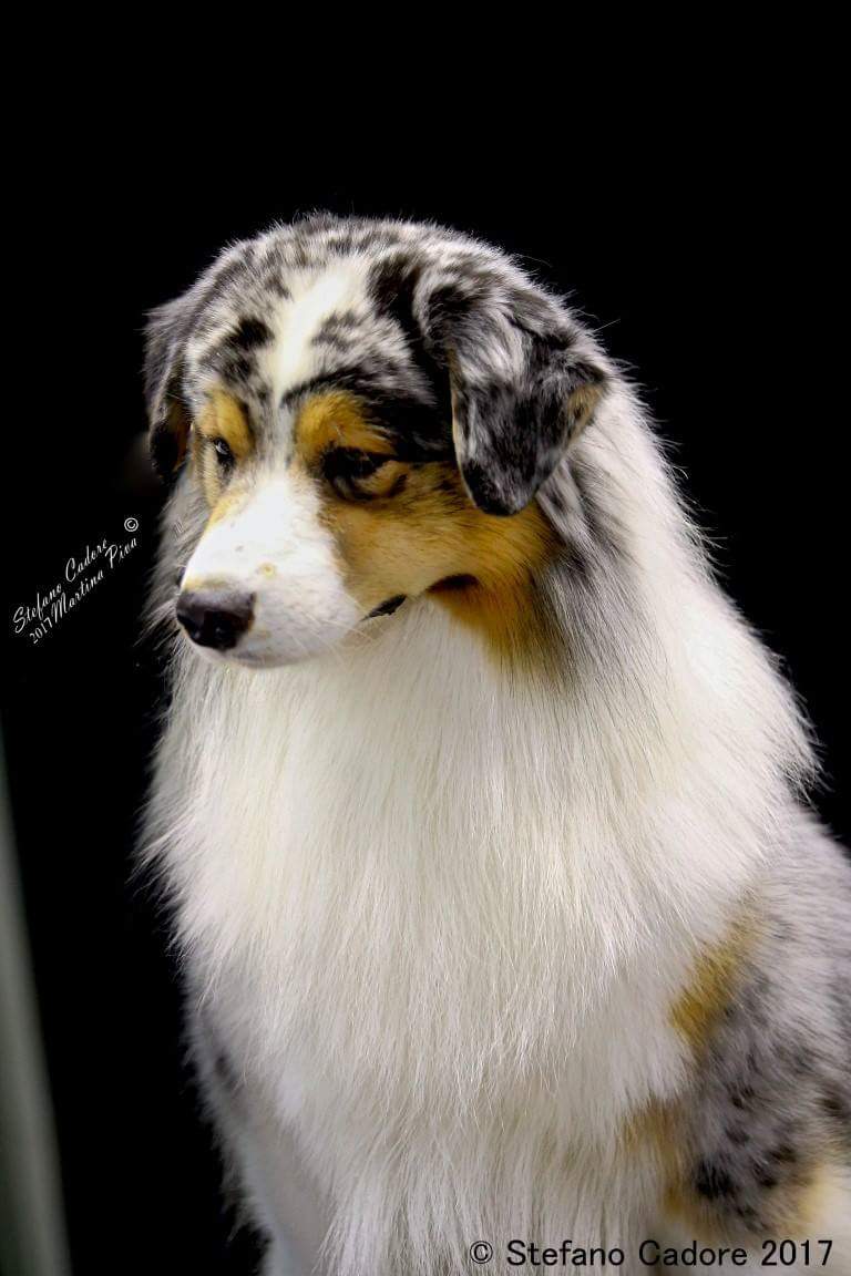 Australian shepherd Boogie