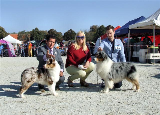 australian shepherd