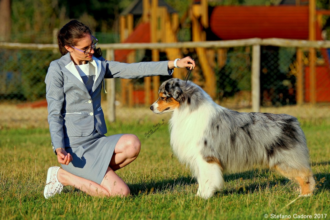 aussie blue merle