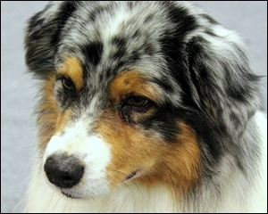 australian shepherd Deejay