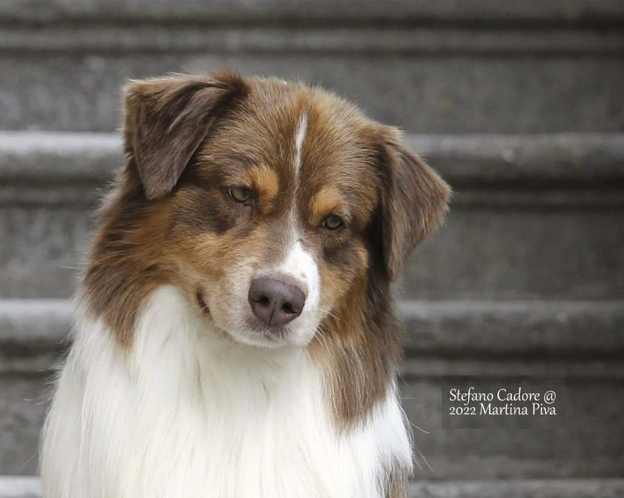 australian shepherd Denver