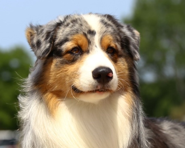 Australian shepherd Ej