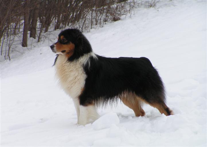 Australian shepherd on snow