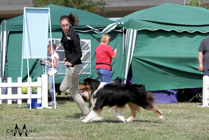 Aussie Geppo BOG Koper 2015