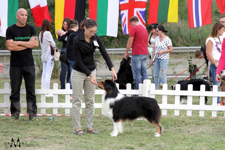 Aussie Geppo BOG Koper 2015