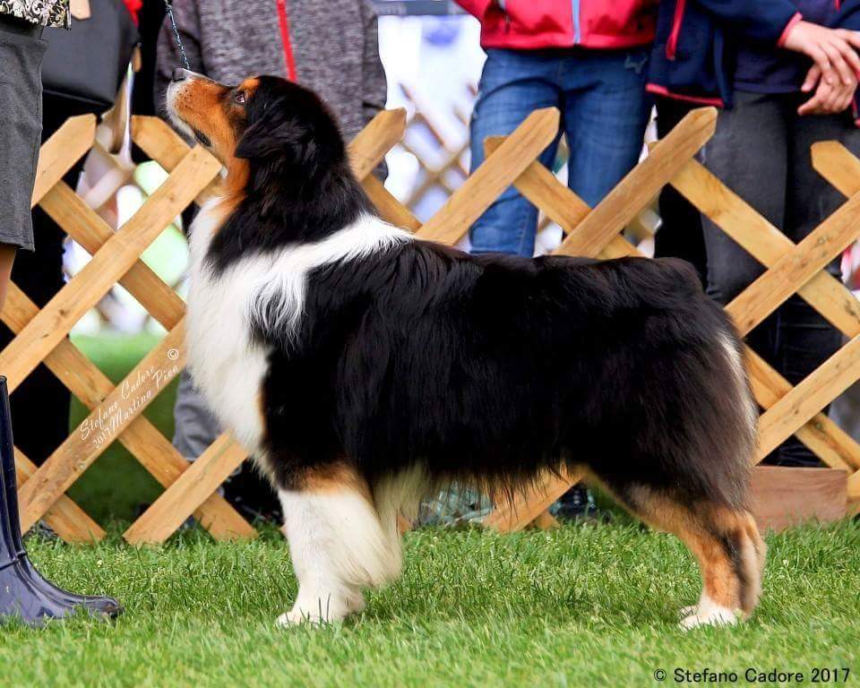 Aussie Geppo Maribor