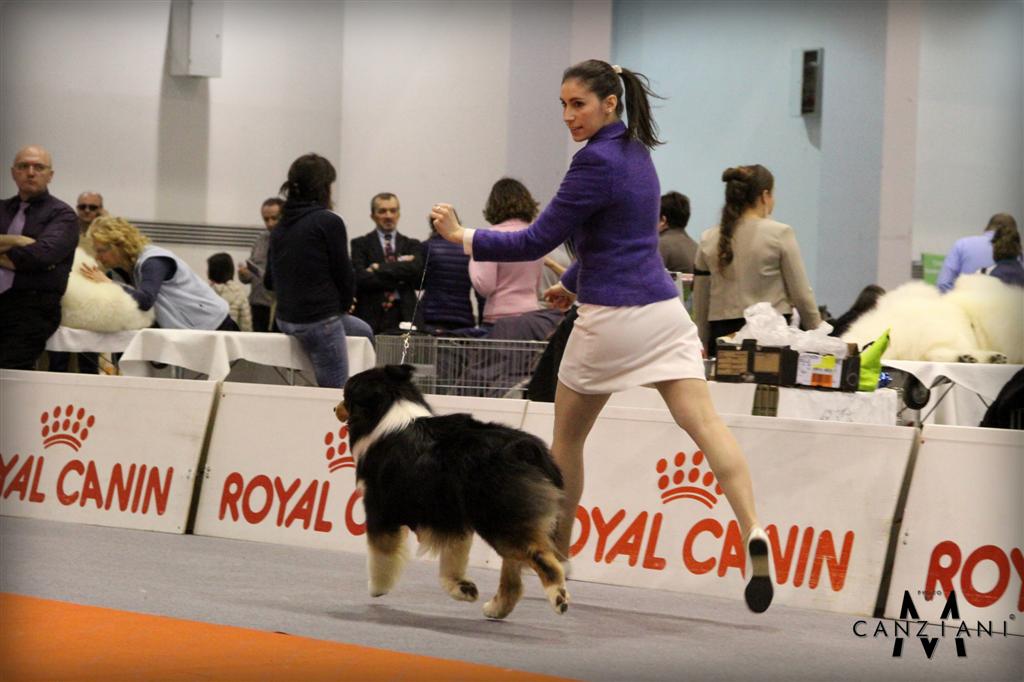 Pastore australiano show dog