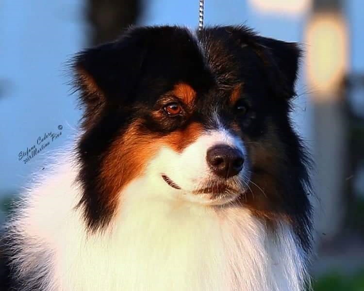 australian shepherd Gino