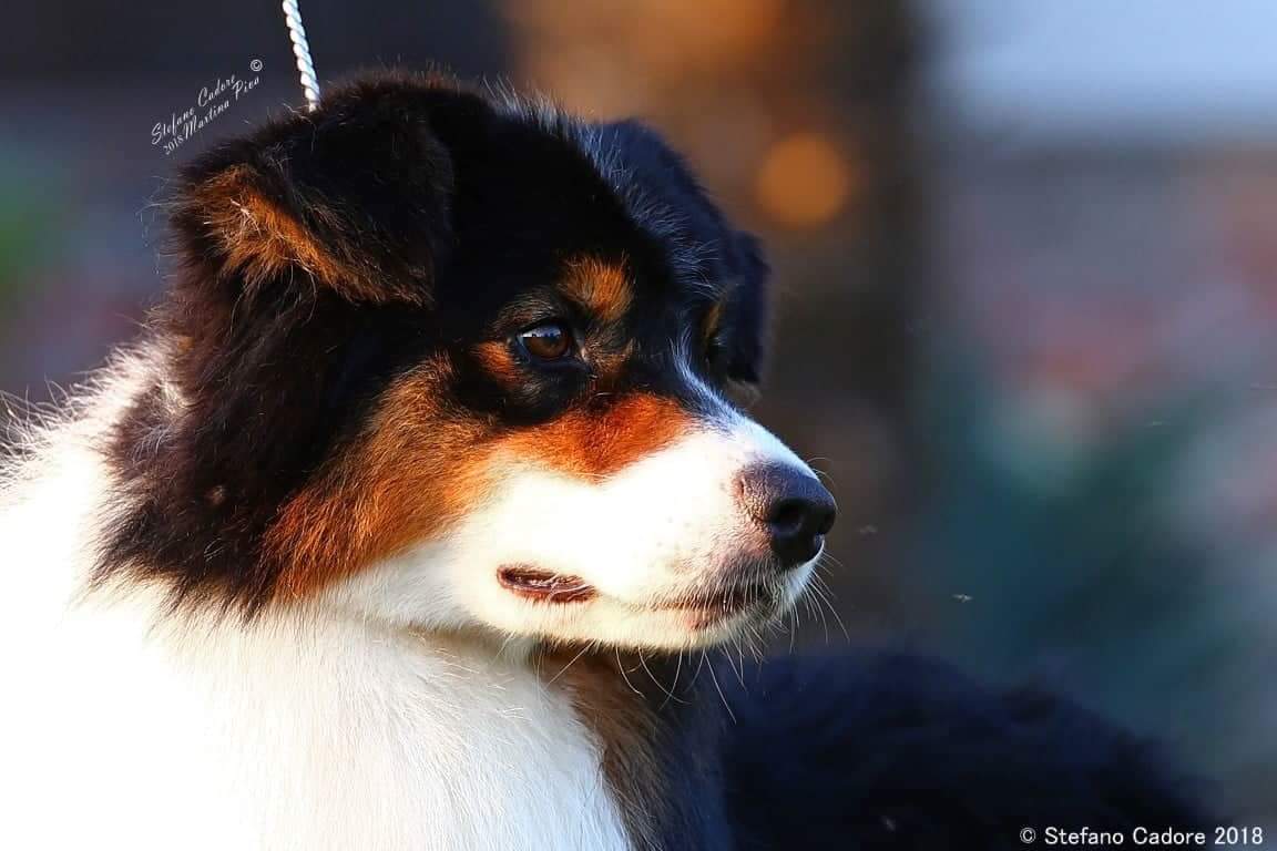 Australian shepherd Gino