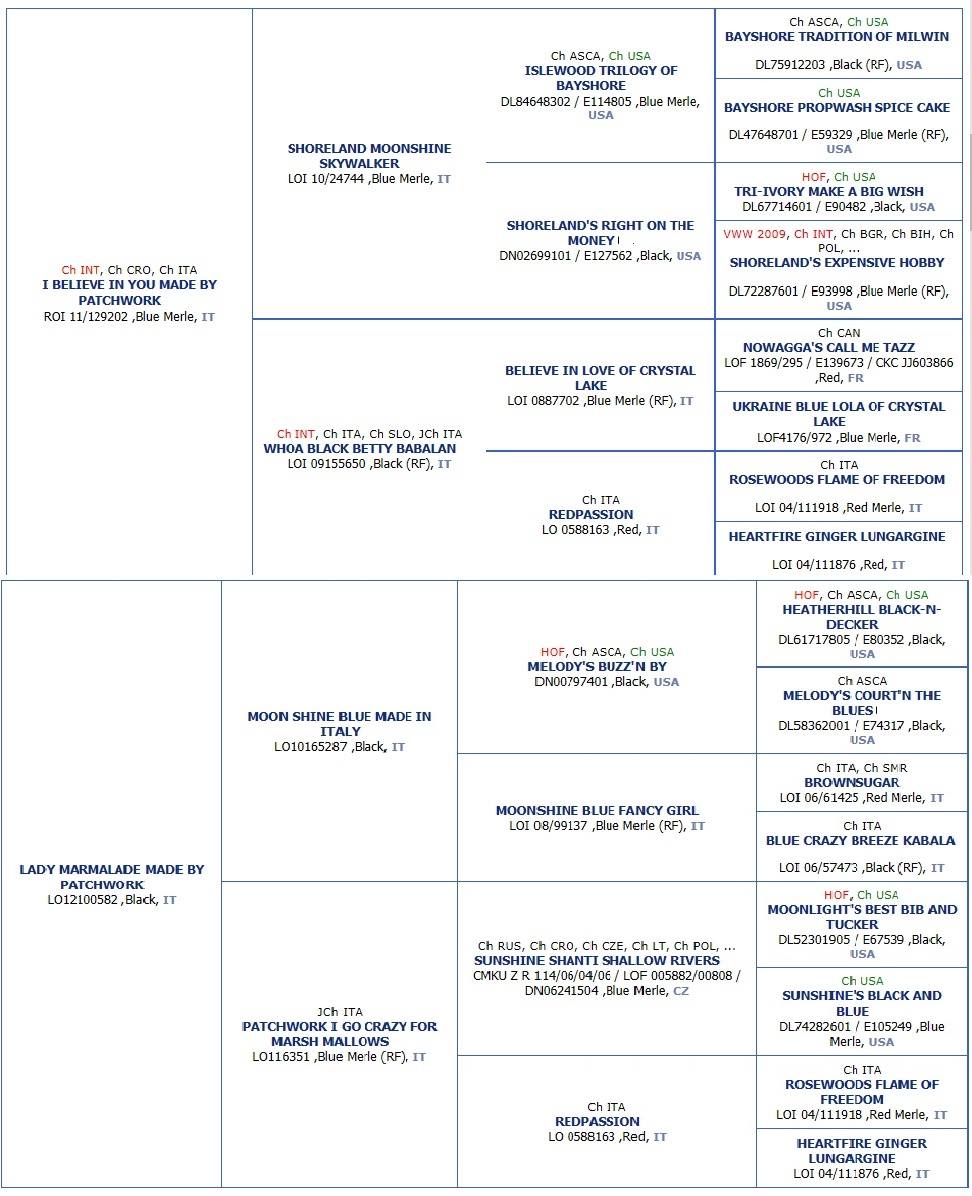 Gino's pedigree