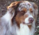 australian shepherd red merle