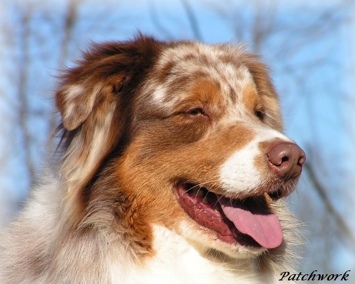 aussie red merle