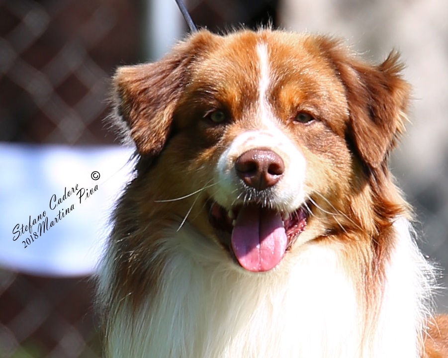 australian shepherd James