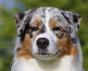 australian shepherd Stash