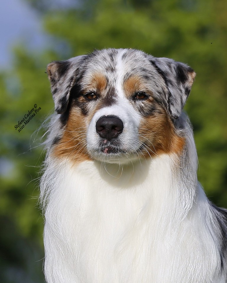 Australian shepherd Stash