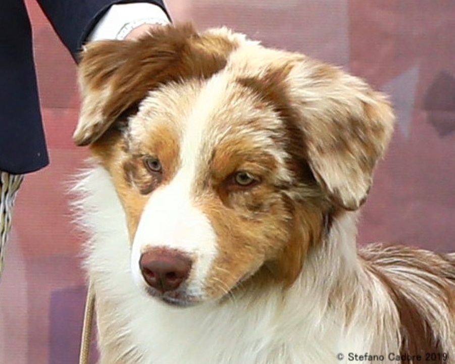 aussie red merle