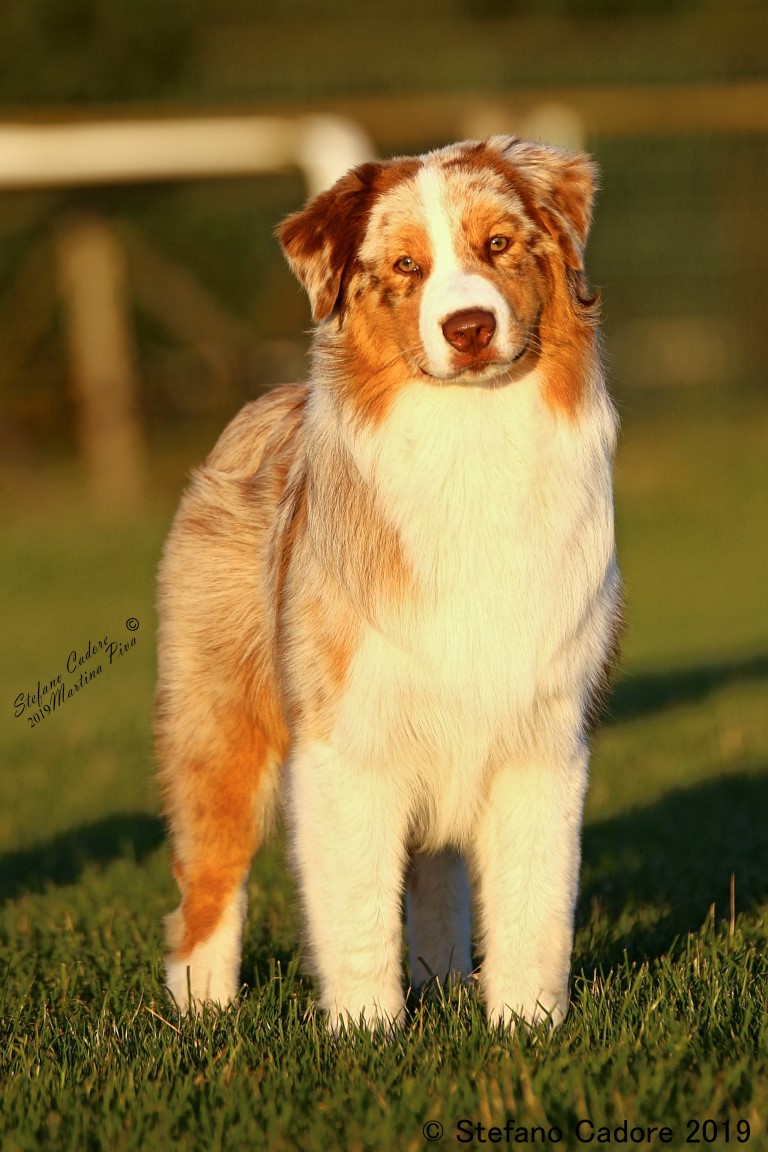 Australian shepherd