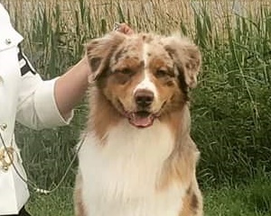 aussie red merle