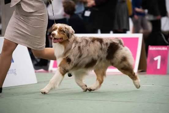 Australian shepherd