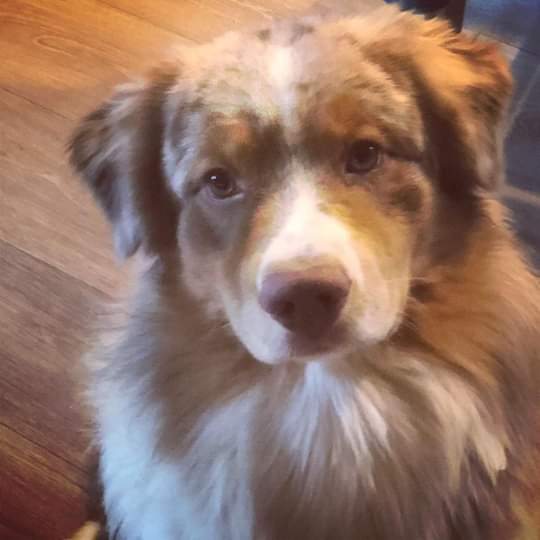 Bennie aussie