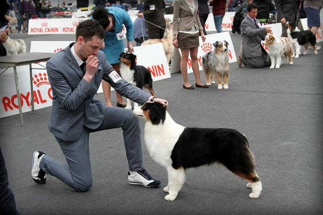 Australian shepherd