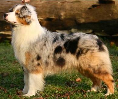 aussie blue merle