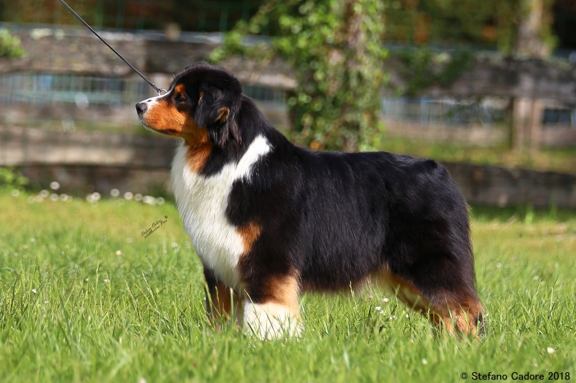 Australian shepherd Betty