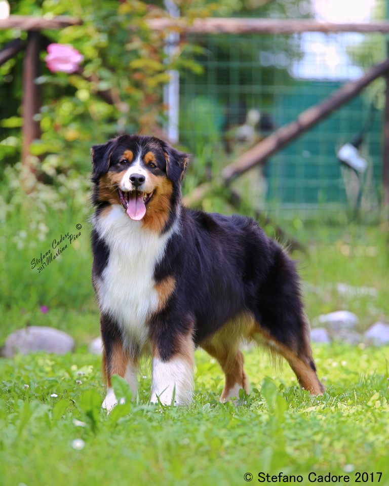 Australian shepherd Betty testa