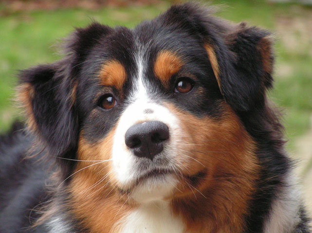 Australian shepherd Betty testa