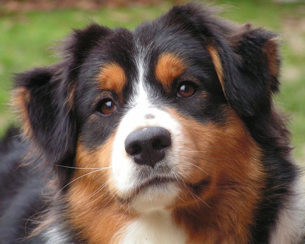 Australian shepherd tricolor black female