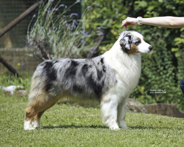 Aussie RED MERLE