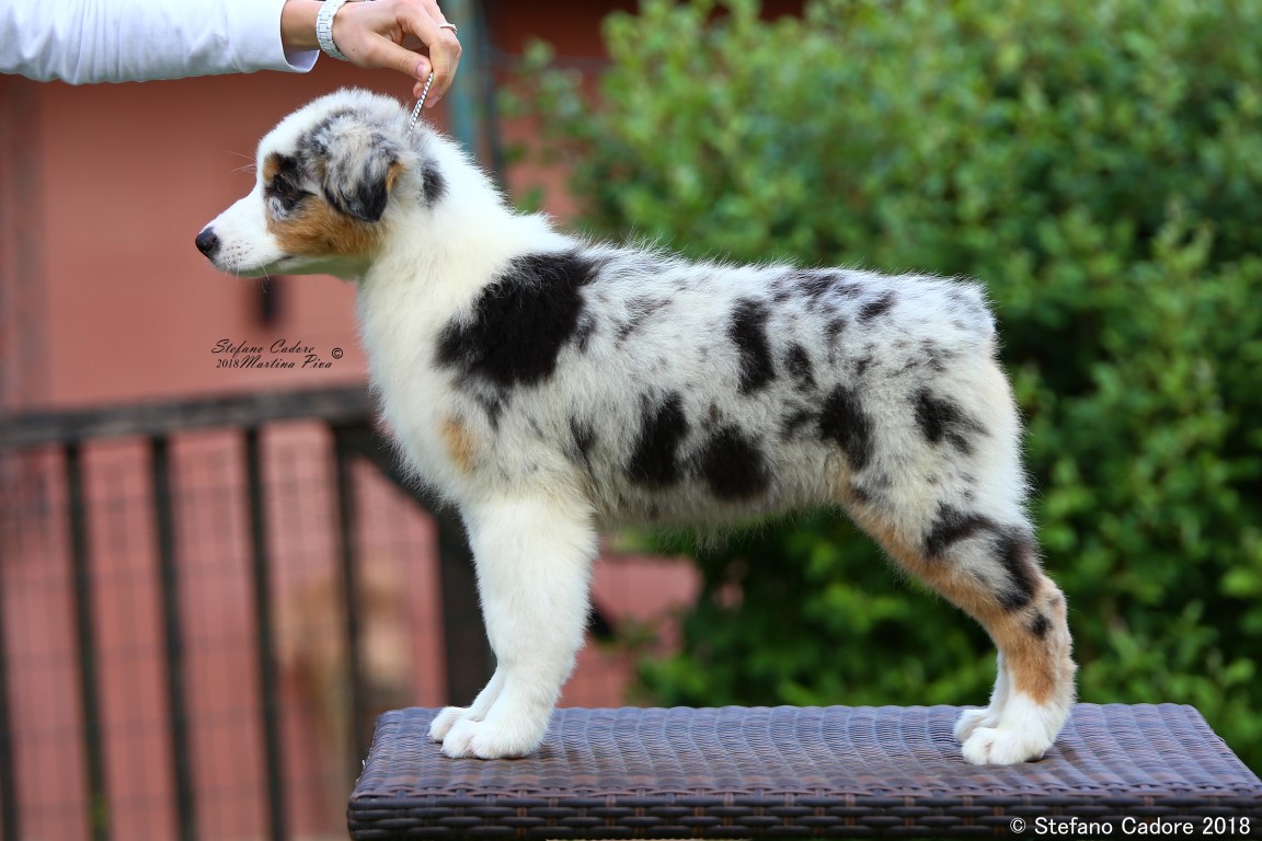 Aussie RED MERLE