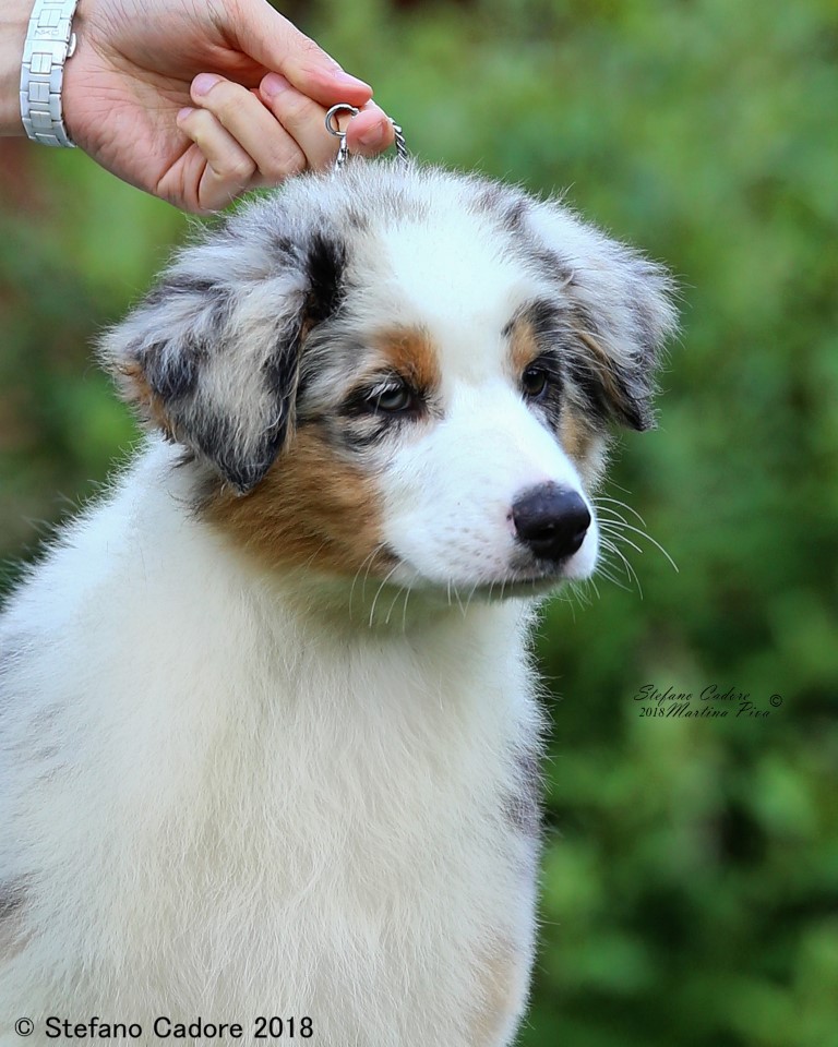 Aussie RED MERLE