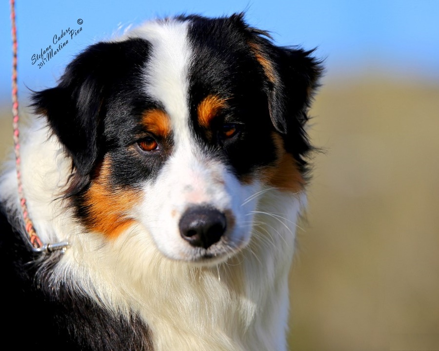 Australian shepherd tricolor