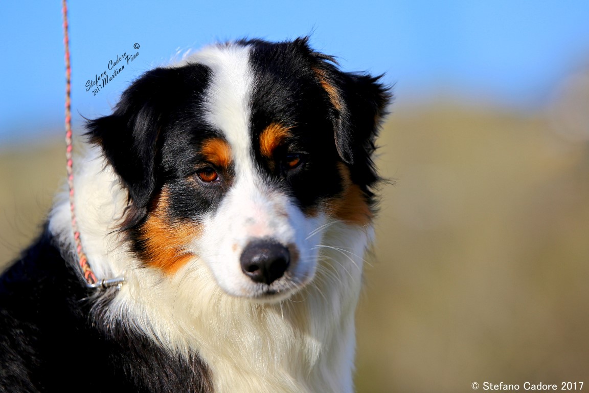 Aussie tricolor black