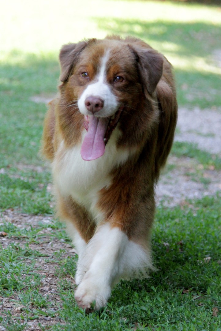 Guenda aussie rosso tricolore