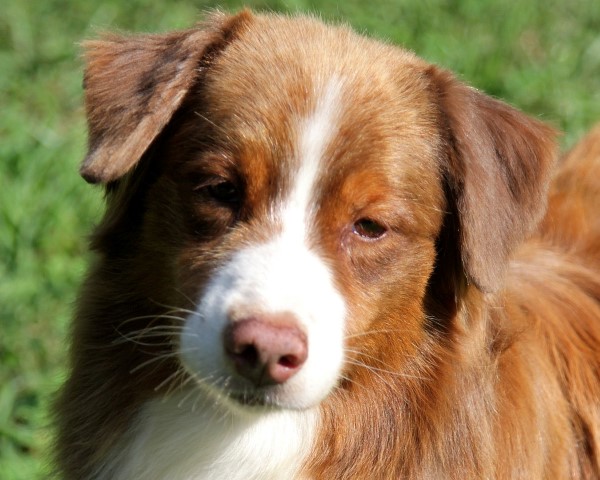 Australian shepherd Tricolor red female