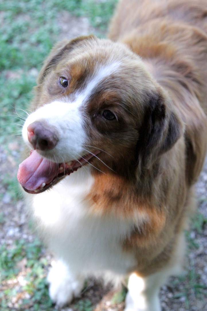 Guenda aussie red tricolor