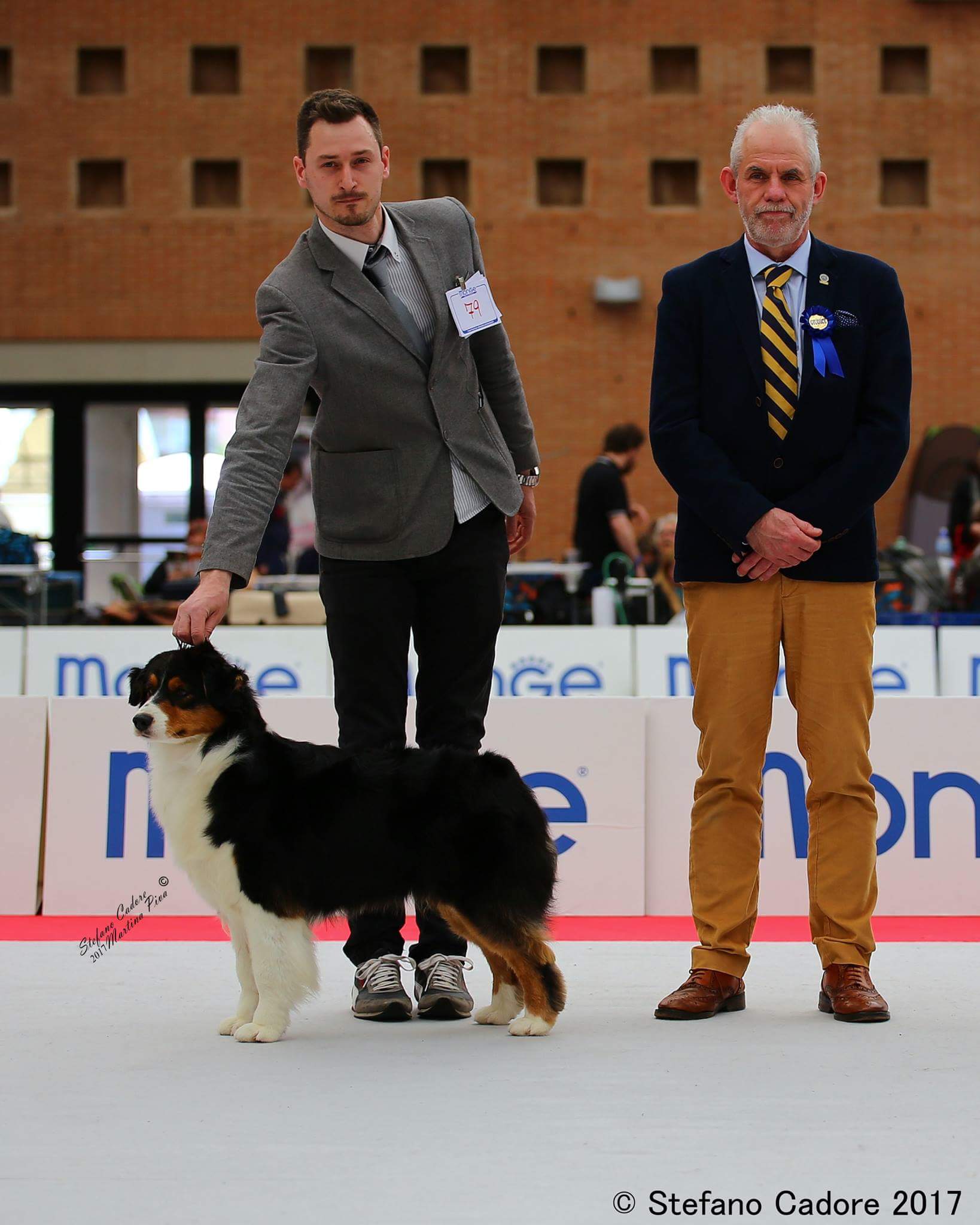 Aussie tricolor black