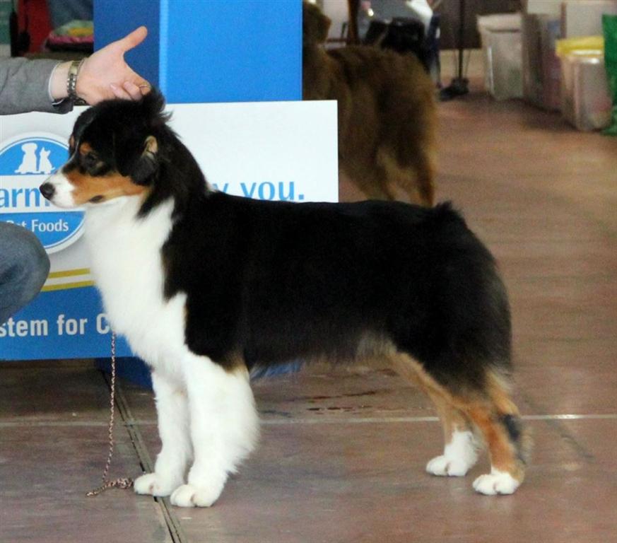 australian shepher black tricolor