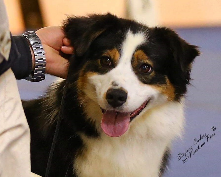 Aussie tricolor black female