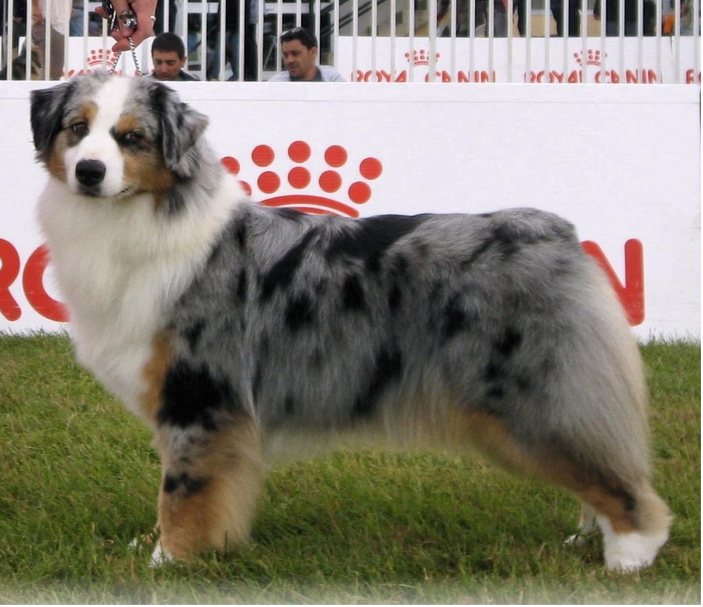 australian shepherd blue merle