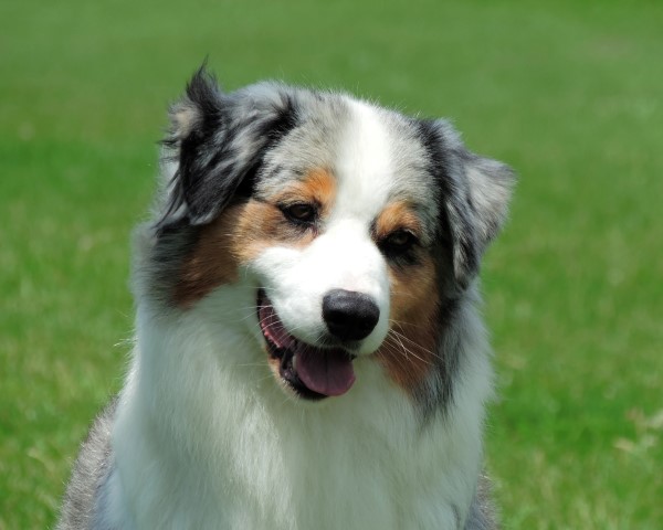 Australian Shepherd Blue merle female