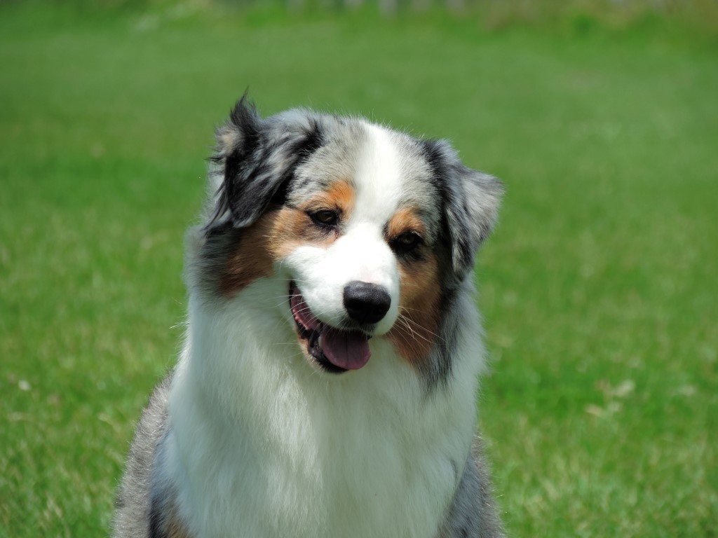 aussie blue merle