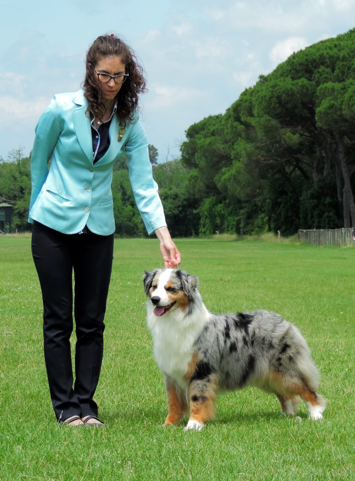 aussie blue merle